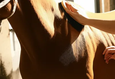 Illustration grooming - Image 1