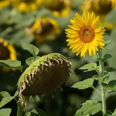 Illustration droop - Image 1