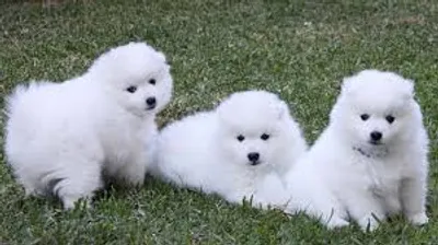 Illustration immaculate - Image 2