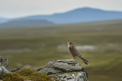 Illustration merlon - Image 1