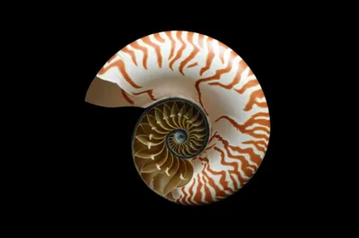 Illustration e - Image 1