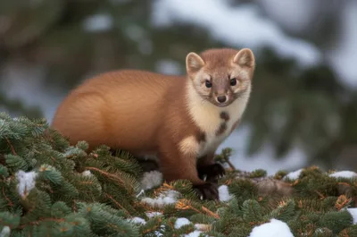 Illustration marten - Image 1