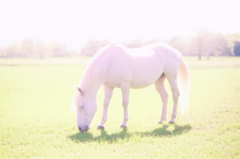 Visuelle Illustration von trank: Beruhigungsmittel, Tranquilizer - Bild 1