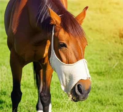 Illustration feedbag