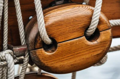 Illustration shell - Image 1