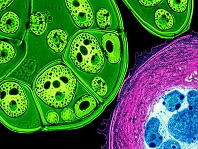 Illustration pigment