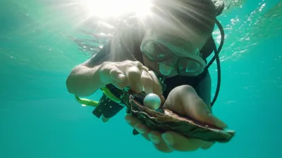 Illustration pearls - Image 1