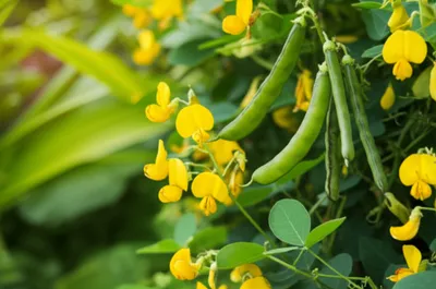 Illustration dhal - Image 1