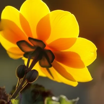 Illustration twined - Image 1