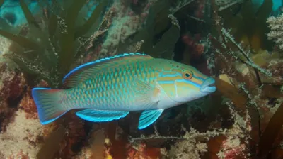 Illustration cunner - Image 1