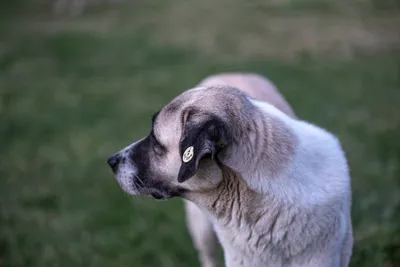 Illustration straying - Image 2