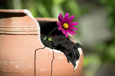 Illustration mutilate - Image 1