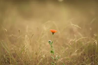 Illustration humbler - Image 1