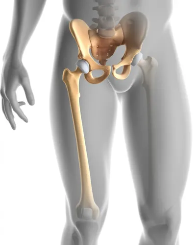 Illustration thighbone