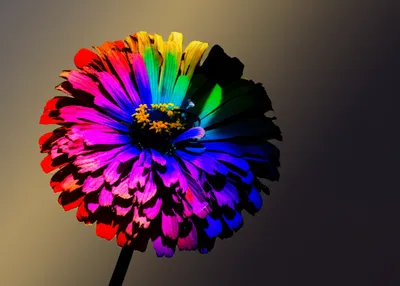 Illustration dim - Image 1