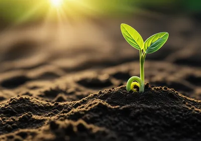 Illustration morning - Image 1