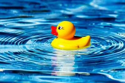 Illustration bob - Image 1