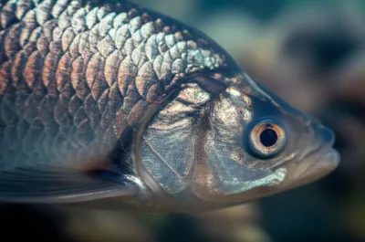 Illustration scales - Image 1