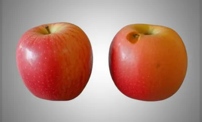 Illustration compared - Image 1