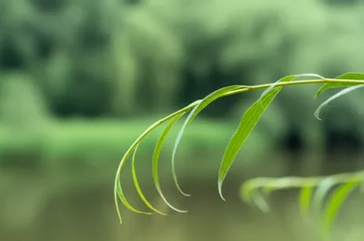 Illustration withy - Image 1