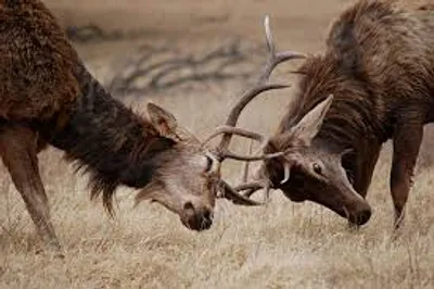 Illustration tussle - Image 2