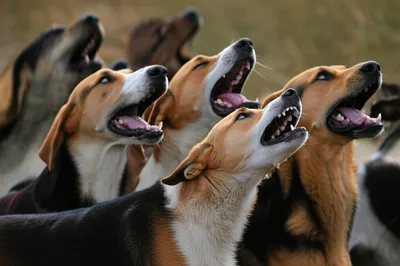 Illustration bay - Image 1