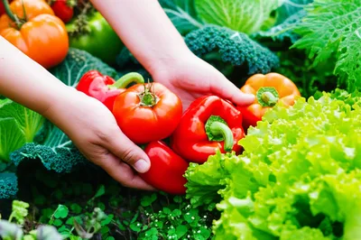 Illustration vegan - Image 1