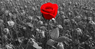 Illustration distinctions