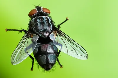 Illustration dipterans