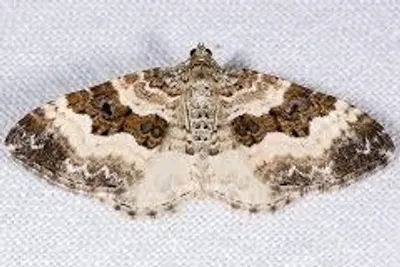 Illustration carpet - Image 2