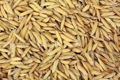 Illustration paddy - Image 3