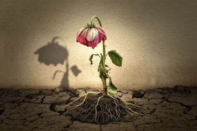 Illustration lies - Image 1