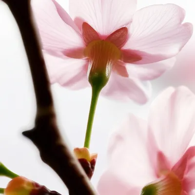 Illustration pedicel - Image 1