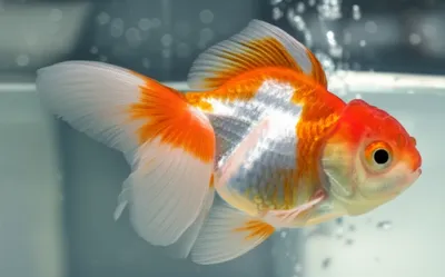 Illustration fishtail - Image 1