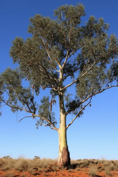 Illustration gum - Image 1