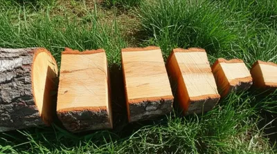 Illustration segments