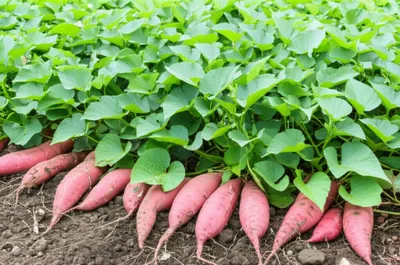 Illustration batata - Image 1