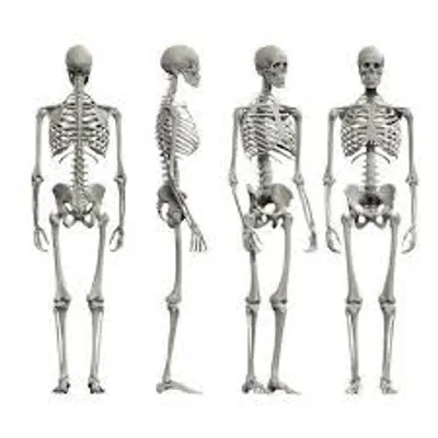 Illustration skeleton - Image 2