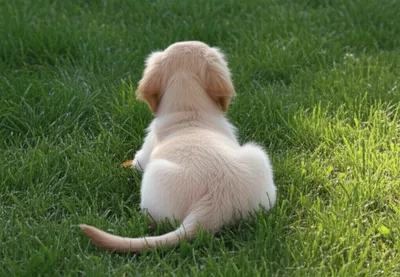 Illustration dorsum - Image 1