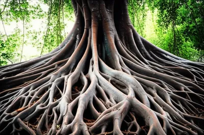 Hình ảnh minh họa sp - Ảnh 1