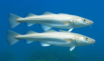 Illustration pollock - Image 1