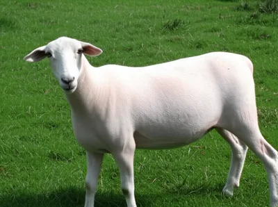 Illustration shorn - Image 1