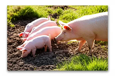 Illustration pigs - Image 1