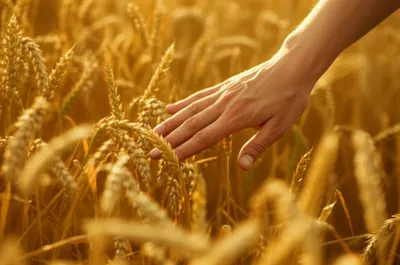 Illustration grazing - Image 1