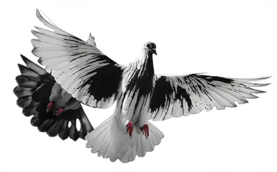 Illustration rayed - Image 1