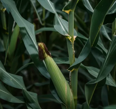 Illustration cob - Image 1