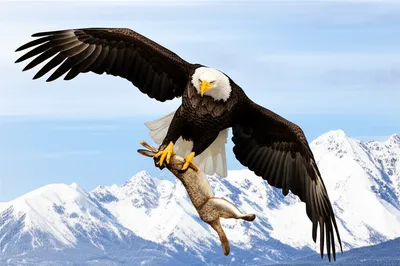 Illustration quarried - Image 1