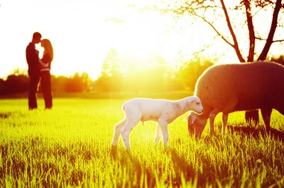 Hình ảnh minh họa springing - Ảnh 1