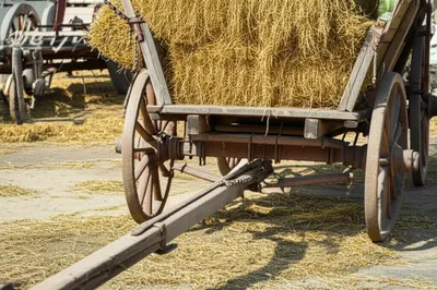 Illustration nib - Image 1