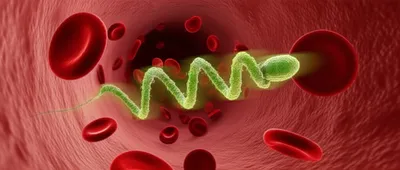 Illustration spirochete
